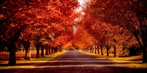 Fall-Trees
